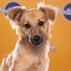 Illustration for article titled The Most Shocking Scandals of the 2013 Puppy Bowl